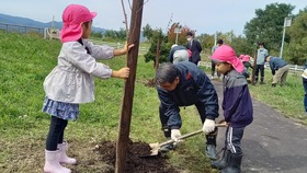 桜の苗木の植樹 桜の苗木の植樹