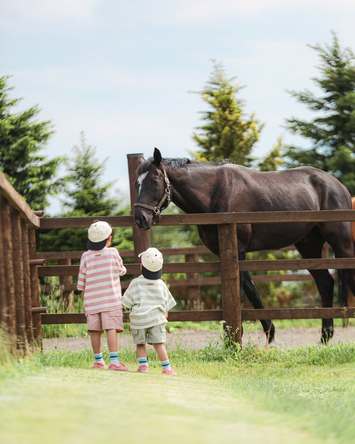 うまさんこんにちは