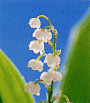 市の花 すずらんの画像
